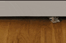 |搞笑动图:看你这么热情,本猫神就跟你握个手吧!