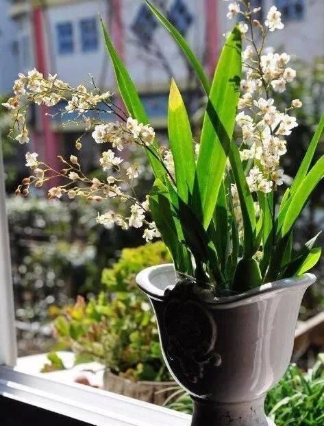  入手|这6种“兰花”，价格便宜好管理，开花如瀑布般美丽，值得入手