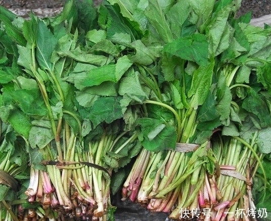 农村野菜“大全”,你认得哪几种?你吃过哪几种?