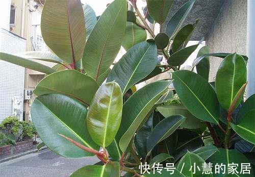 修剪|橡皮树越长越高怎么办,像这样修剪一下会长得更好哦