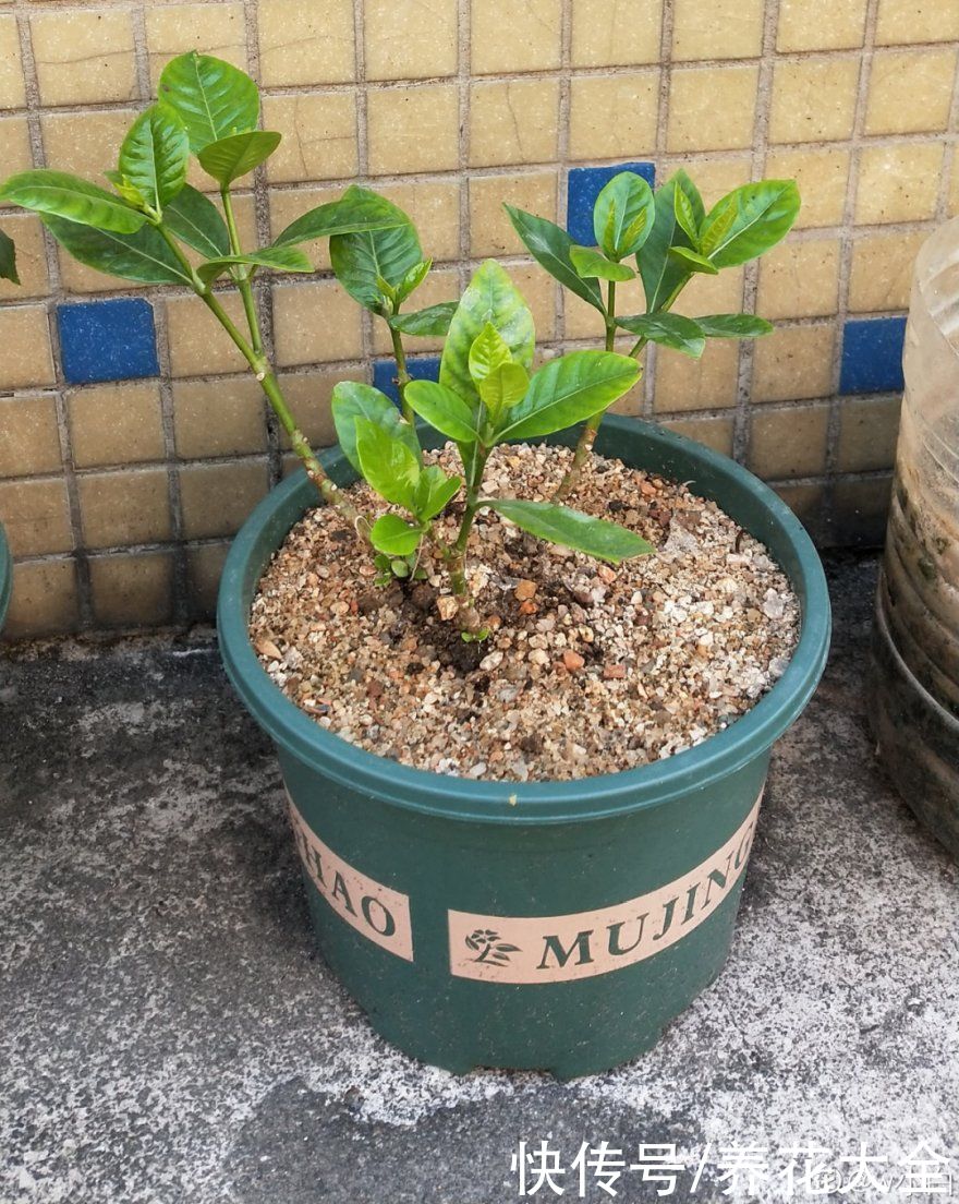 天热|养花换个方法,长得更旺,养花杀手必看