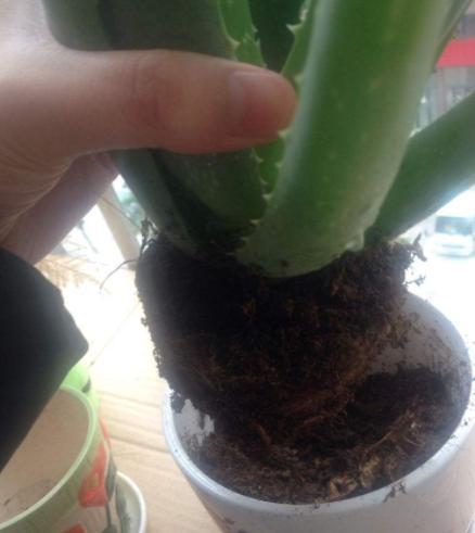 芦荟黄叶还烂根，大多浇水没浇对，四季这样浇水，反而长得更好