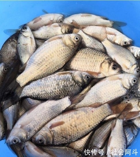 表哥|鱼肉保鲜,到底要不要去内脏?教你正确方法,吃着跟活鱼一样新鲜