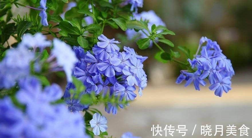 矮牵牛矮牵牛|阳台养这5种花,越养越旺宅,秒变家中小花园