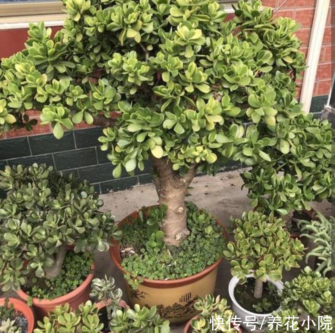 养玉树，2种枝不能留，否则难以长粗壮