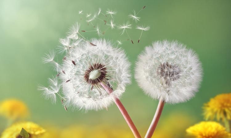 冬虫夏草|老人坚持蒲公英泡水喝,4个月后肿瘤消失,蒲公英真能抗癌