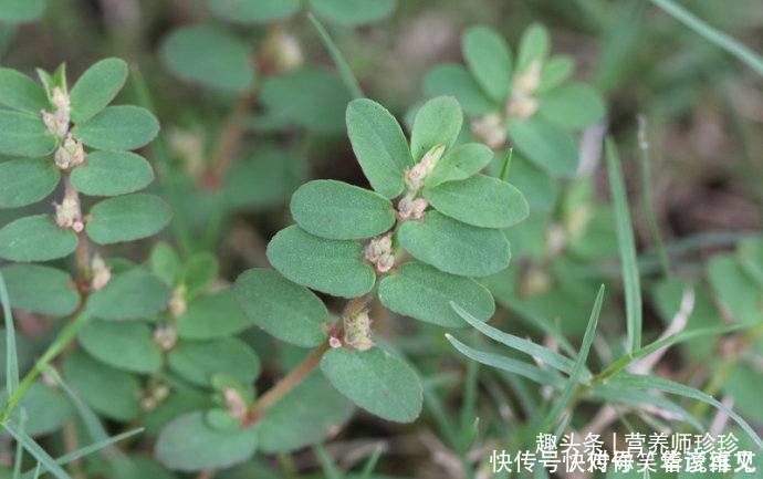 農(nóng)村的野草，折斷后流出白色的乳汁，價(jià)值珍貴，治療皮膚病的良藥