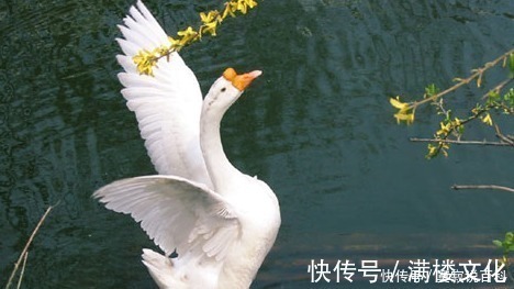 天下虫!千古名句,才子给出上联“鹅是我家鸟”,下联让人赞叹!