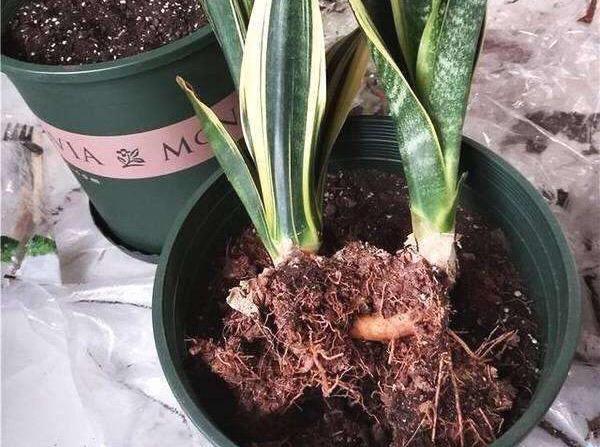 养虎尾兰,一个小技巧,长得快、侧芽多、叶厚实,3个月长爆盆