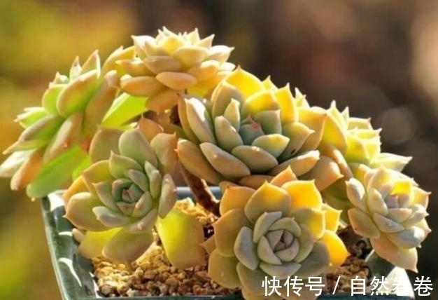 养花小技巧:两种方法,养花效果好极了,可以试一试