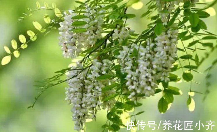 养生花|7种“养生花”，漂亮又好养，家中养一盆，食用价值高