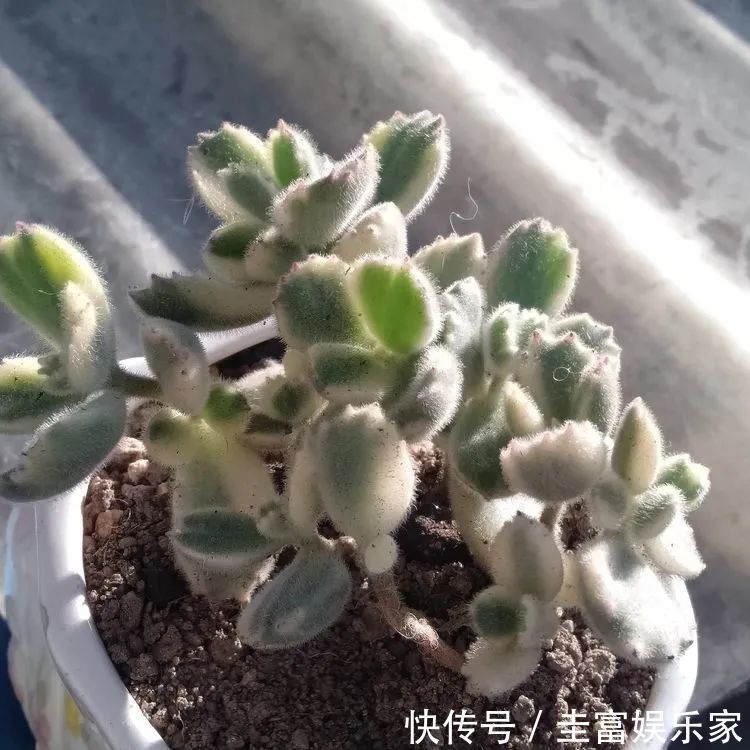 一直都养不活花，直到遇见了多肉！只要用心，就能变美！