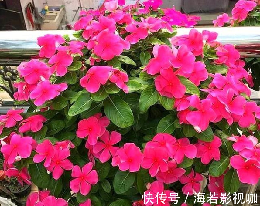 4种“漂亮”的花,便宜又好养,10块钱“两盆”,每天有花赏!