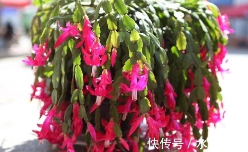 磷酸二氢钾|张大妈入秋养蟹爪兰,用“这招”,不但长得快,而且开花多