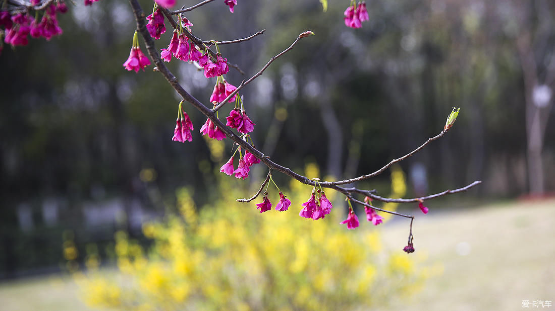 樱满枝头花争艳，顾村公园踏青赏花