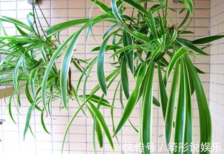 随便掐个枝叶都能养活的4种盆栽植物,不用你管就能爆盆!