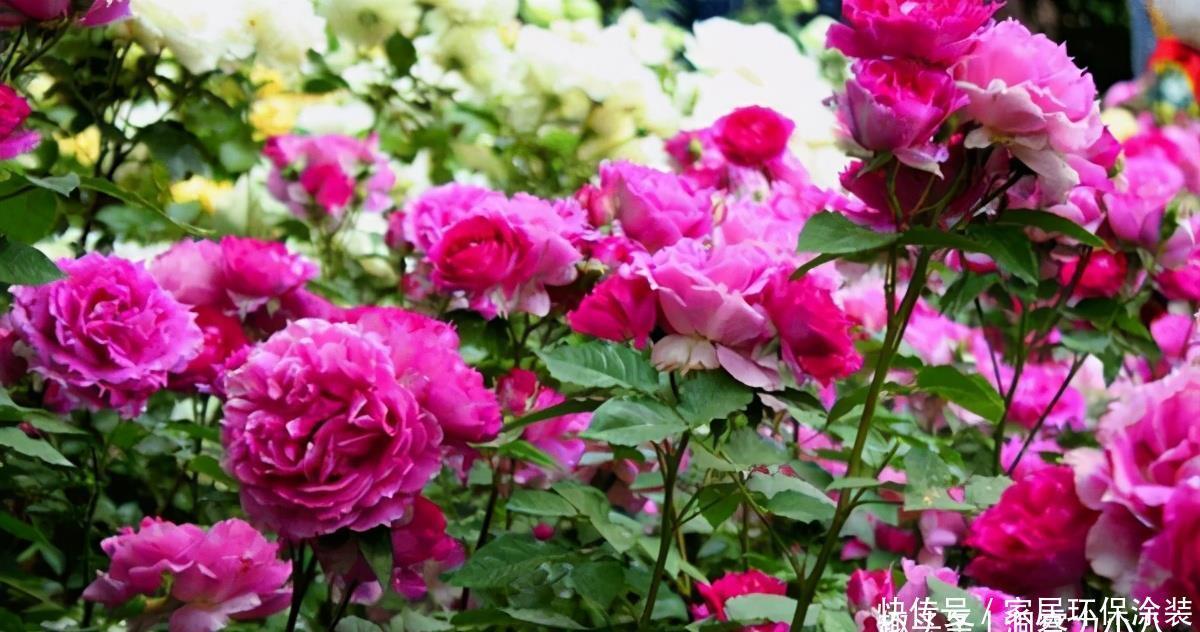 元气大伤|月季总是乱糟糟,做好“三动作”,枝叶疏密有致,花开一茬又一茬