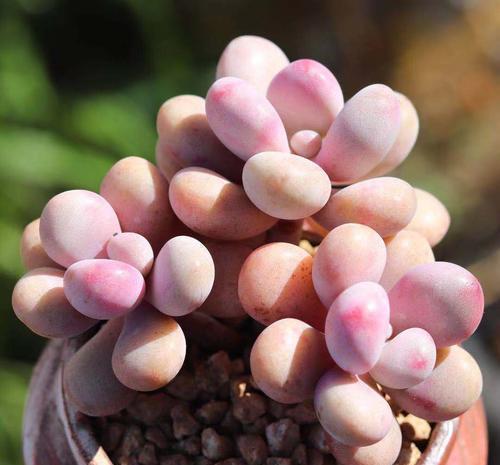 这四种花有两幅面孔,稍微不顺心,就甩脸给你看