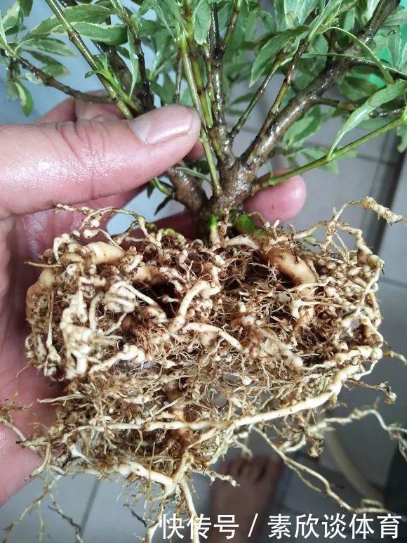 栀子花最怕它,碰上就没救,再上心都养不活!