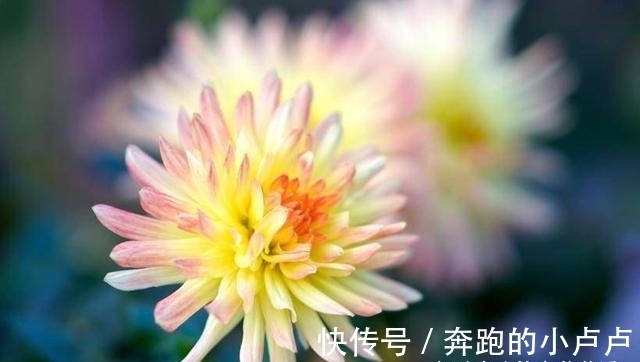 狮子座|2月份，桃花盛开！4大星座被姻缘缠绕，将偶遇真爱，甜蜜在即