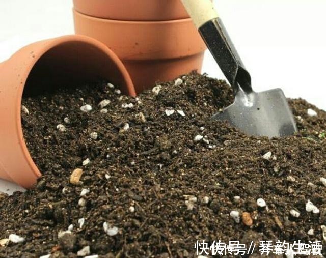 嗖嗖|养兰花,用点“万能肥”,叶子油绿挺拔如箭,嗖嗖冒花箭!