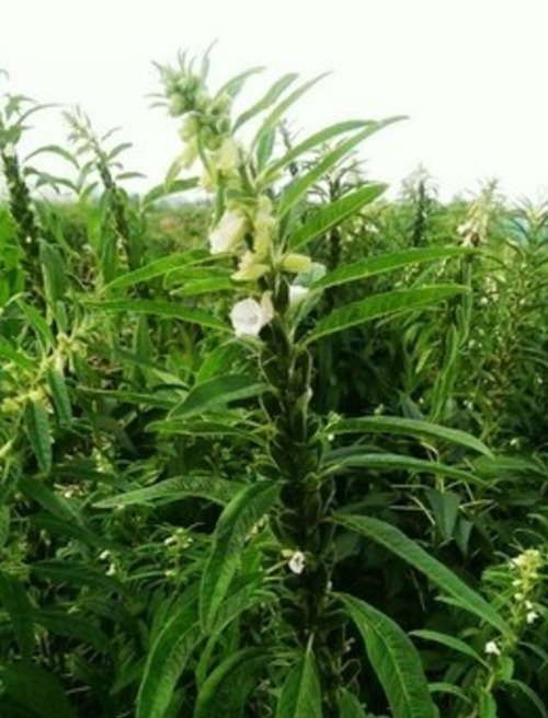 芝麻叶|农村常见的叶子,男士吃了有劲,女士吃了美容,城里人到现在才知