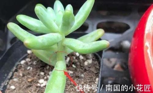 叶片|养多肉不爆“头”?“掰叶法”来帮忙,叶片掰一掰,叶下长满新头