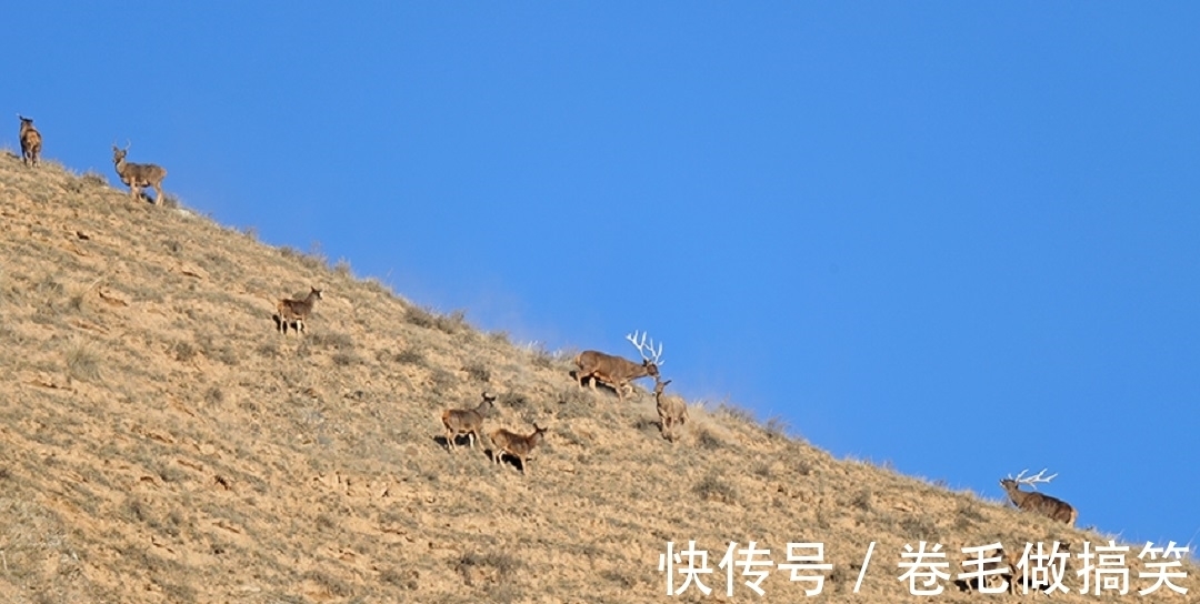 张掖|甘肃要火了！40多只白唇鹿现身张掖，十分壮观，网友：请出示绿码