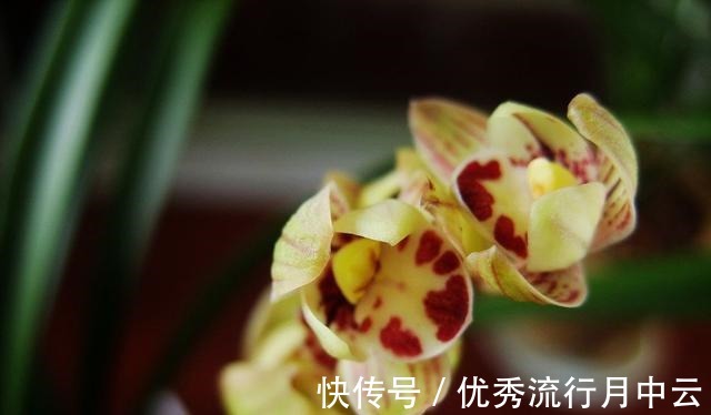 建兰老品种“金荷”,花型优美,物美价廉,花开后满屋飘香!