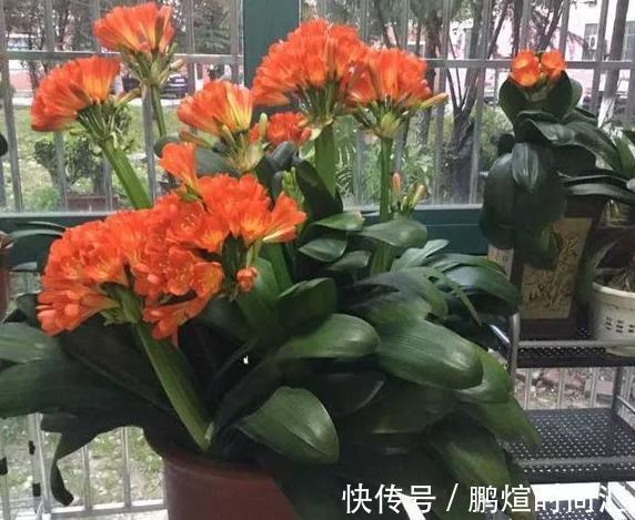 新芽|阿婆的“君子兰”养了十多年，年年出新芽，年年开爆花，咋养的？