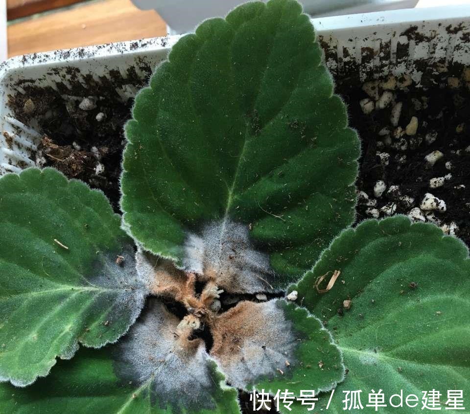 长势|这3种花别喷水,很容易烂叶,管住手长势好!