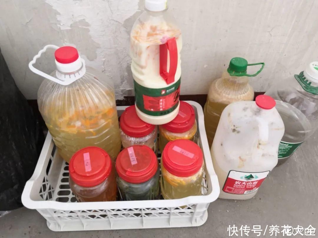 花生瓜子壳···配成营养土，给花养出“面条”根