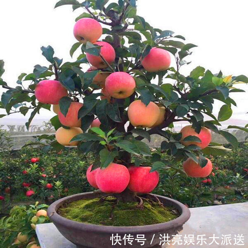 植株|1种“老桩”果树，阳台就能养，20年持续挂果，年年能摘1箩筐