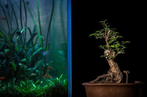 盆景七贤之一的雀梅，养殖时做好3点，才能长势旺盛，避免失枝