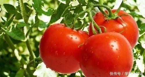 番茄|西红柿别再炒着吃了,大厨教你新吃法,1次5斤不够吃,开胃又解馋