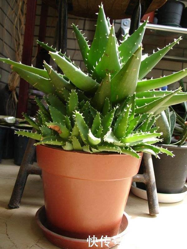 养芦荟记住此2点,叶片肉厚发光,嫩芽多的挤裂花盆