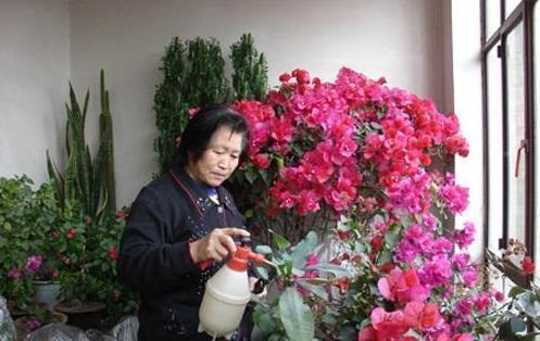养花有“门道”,简单实用花长得好,茂盛不烂根开花一茬一茬!