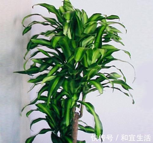 家里养这几款植物，娇小不占地，财源滚滚来，懂花的人都在养