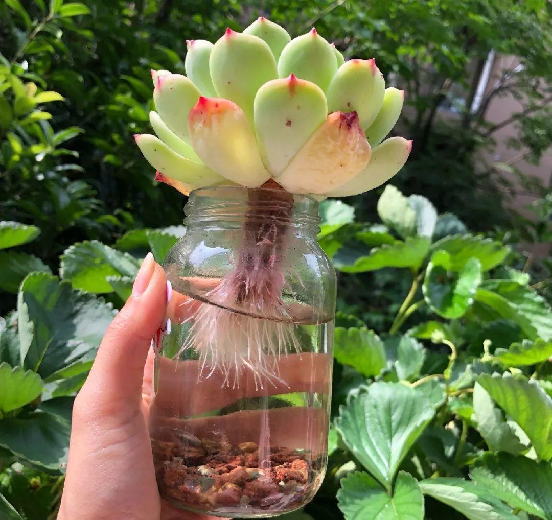 茉莉花扦插有机关,砍这一段枝条,插土里3天就活!