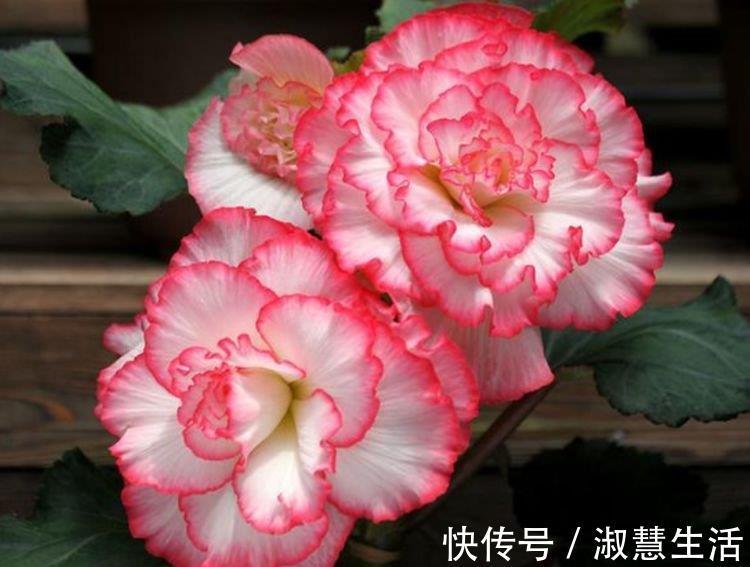 谁见了都喜欢的“4种花”，比牡丹还漂亮，开花多，养家里太棒了