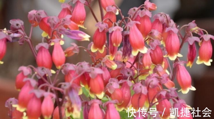 光照|聪明人都养3种花,花朵迷人,阵阵花香,花朵大!