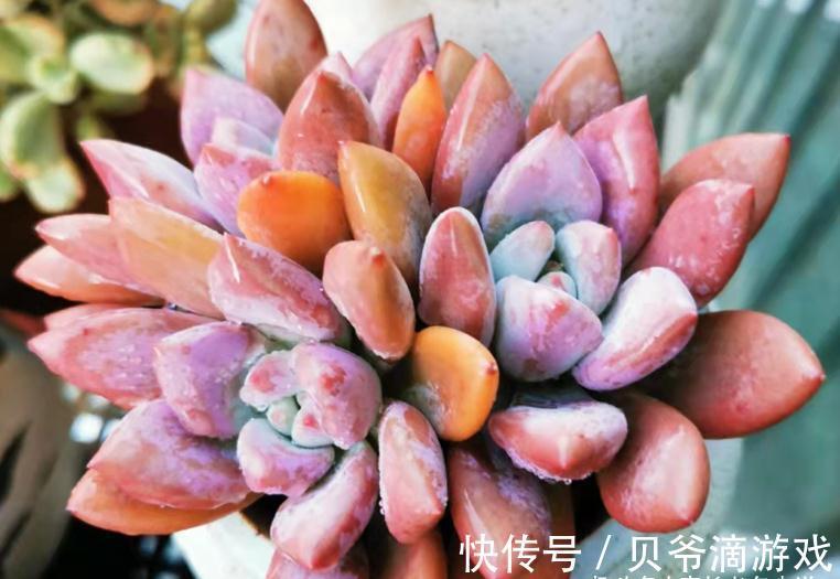 刚入坑的新手，不要错过这6款多肉，好养不说，冬天还能轻松变美