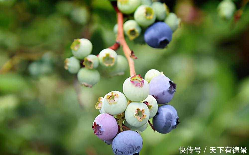 蓝莓结果的关键点是什么?其实方法很简单,掌握几点就可以