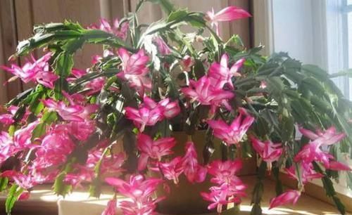 啤酒|4种花是花中“酒鬼”,每月喝两杯,根壮叶肥厚,还能多开花