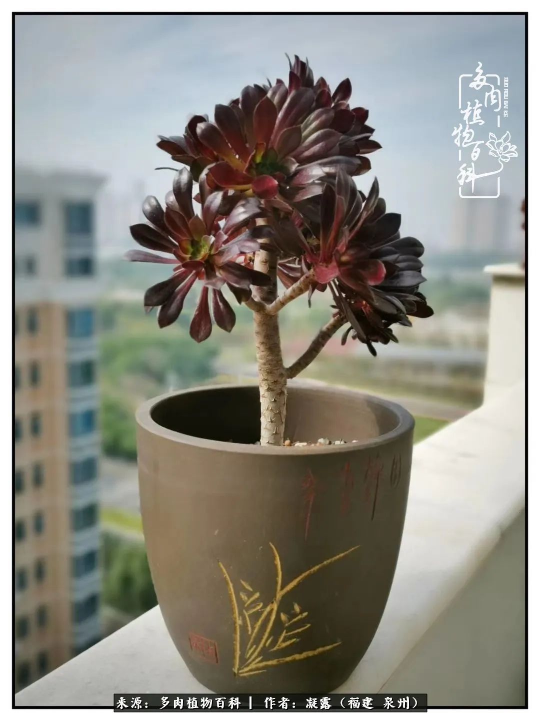 喜欢养肉,喜欢赏肉,更喜欢拍,如此怎能不掉肉坑