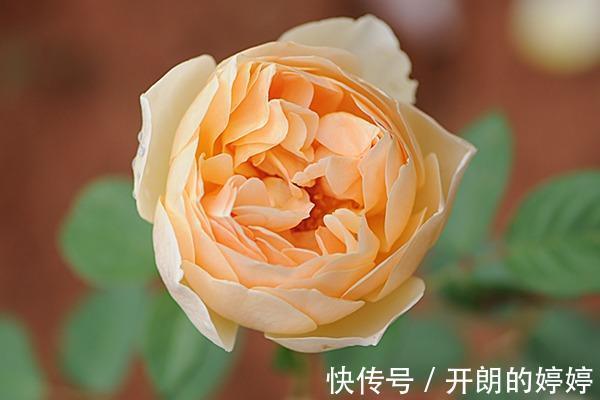 8种浓香型月季,个个惊艳十足,花香闻之沁人心脾,让人爱不释手