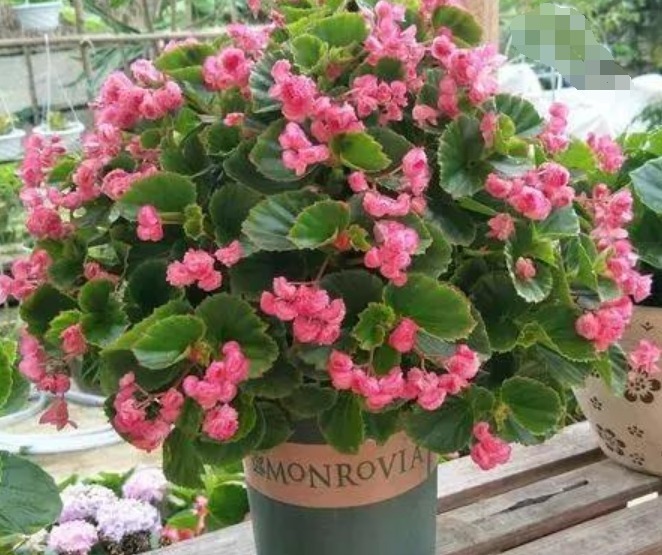 4种花养家里，个个美出状态，花朵迷人，阵阵花香，花朵大