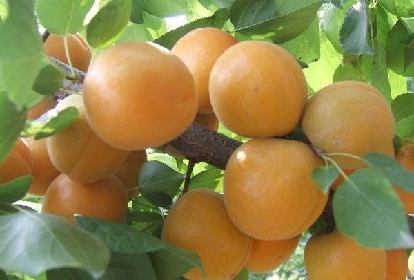 生菜生菜|女性不想显老，多吃以下三种食物，美颜抗衰，降肝火