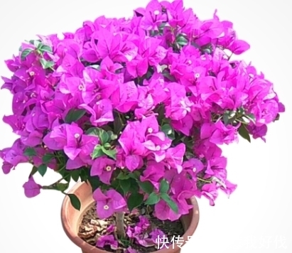 全民公认,天热值得入手的8种花,粗放管理开花贼漂亮