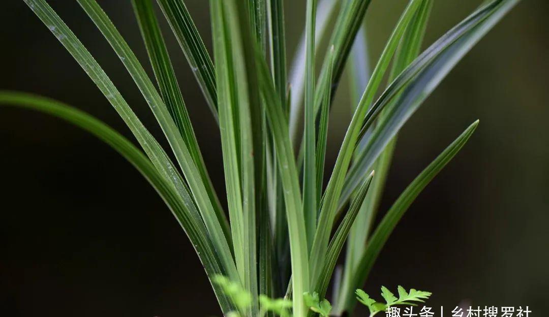 兰叶|这样养兰花,不用施肥不必喷药,兰苗肥壮花苞多